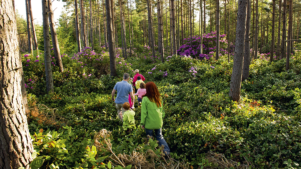 Best UK gardens to visit in Spring: Cragside